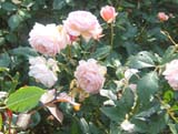 A Shropshire Lad
